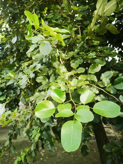 小葉紫檀樹|屬蝶形花亞科，自印度輾轉東傳 而植於臺灣的珍貴檀香類樹種